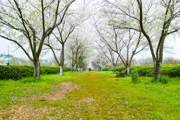 Obraz premium spring in the garden