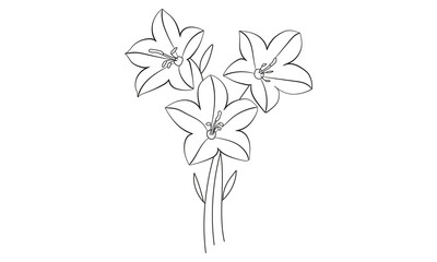 Bellflower line art, bellflower bouquet isolated on the white background