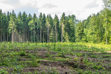 Wiederaufforstung im Mischwald im Frühjahr