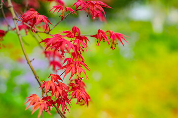 red and green leaves