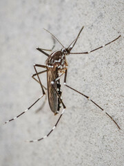 Tiger mosquito specimen in the foreground