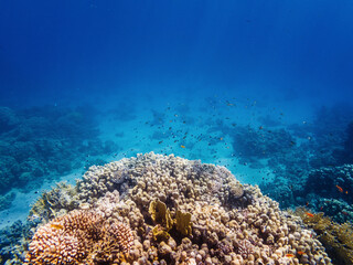 colorful corals and exotic fishes at the bottom of the red sea. beautiful natural summer background