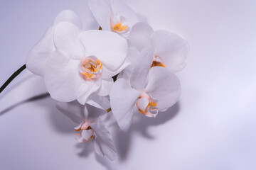 Fototapeta na wymiar Beautiful white orchids on a white wall background.