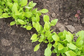 aster flower seedlings in the garden