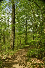Fototapeta na wymiar Sentier de promenade pédestre dans la forêt sauvage d'Esneux au sud de Liège