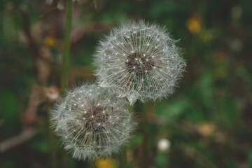 Fluffy dandelions on green field, blowball close up. Beautiful spring landscape with dandelion seed head