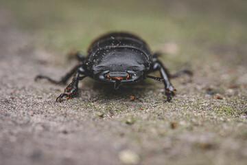 Dorcus parallelipipedus, the lesser stag beetle, is a species of stag beetle found in Europe