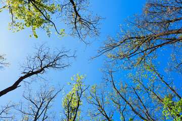 Tree tops directly above with fresh green leaves and bright blue sky