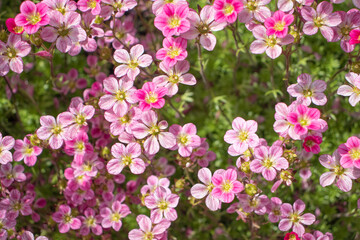 Saxifraga pink flower in the garden