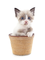 Fototapeta na wymiar Little gray kitten in the basket.