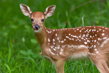 Baby whitetail deer or fawn standing in the forest