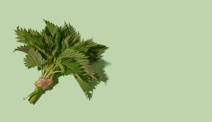 Fresh nettles on pastel green background with copy space