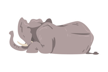 Lying Elephant as Large African Animal with Trunk, Tusks, Ear Flaps and Massive Legs Vector Illustration