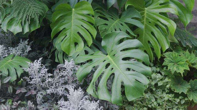Fresh green leaves of philodendron Monstera in garden