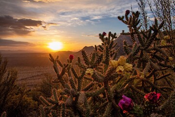 View of cactus plants in front of a silhouetted mountain at sunset in the arizona desert