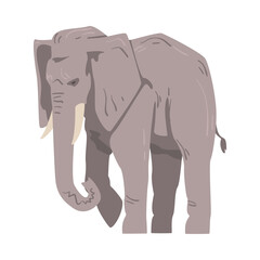 Walking Elephant as Large African Animal with Trunk, Tusks, Ear Flaps and Massive Legs Vector Illustration