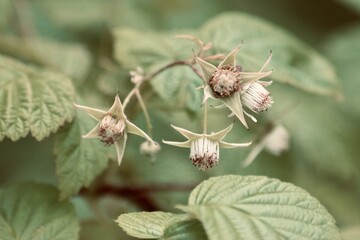 The throst of young raspberries on the bush