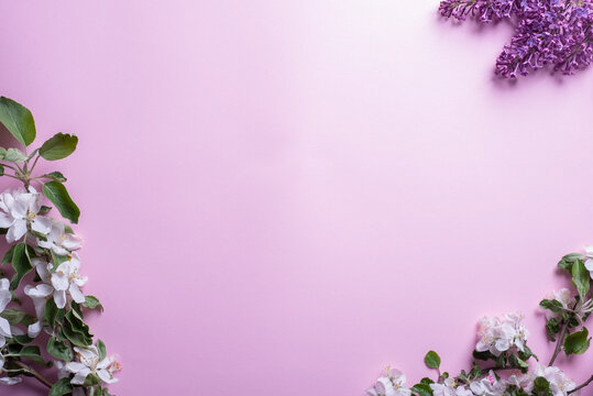 flatlay of branches of white inflorescences of cherry and lilac on a pink background top view