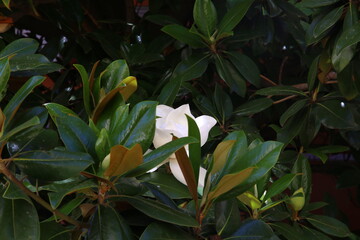 White flower in bloom among the dark green leaves of the magnolia tree