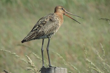 black-tailed godwit