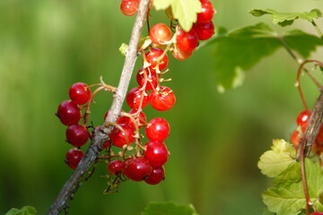 red currant berries