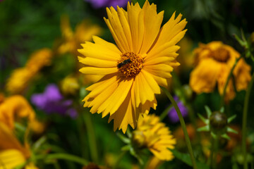Close-up yellow flower. Flower of golden yellow color. Colorful flowers in the botanical park. Selective focus.