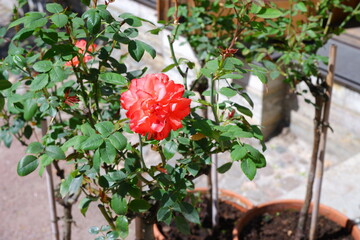 A red rose grows in the garden.