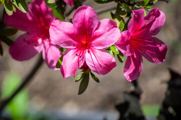 Close-up beautiful flowers in pink color. Colorful and fragrant flowers in the botanical park. Selective focus, close-up.