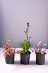 decorative small blooming indoor flowers in pots. On white background