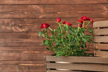 Beautiful red roses in pot on dark wooden background