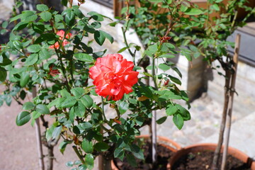 A red rose grows in the garden.