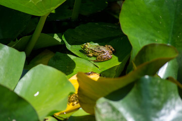 Tiny frogs on lotus leaves in the lake. Little frogs are on the leaves. Cute frog in the lake. Selective focus.