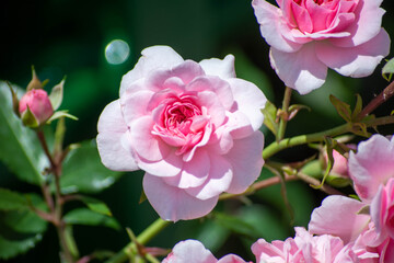 Pink roses and branches. Close-up roses and a romantic floral ambiance. Fragrant flowers in the park. Selective focus, close-up.