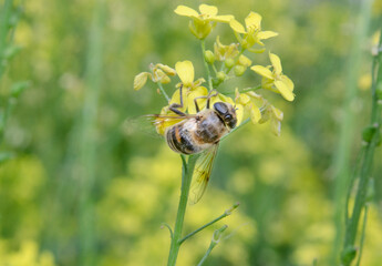 Eine Bine auf einer Ginsterblüte