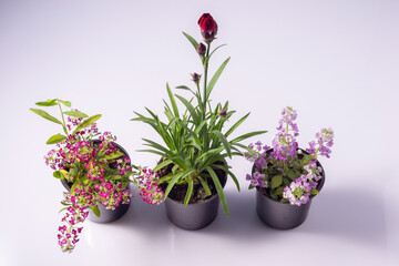 Fototapeta premium decorative small blooming indoor flowers in pots. On white background