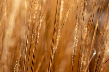 golden wheat field