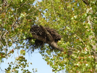 Large eagle nest