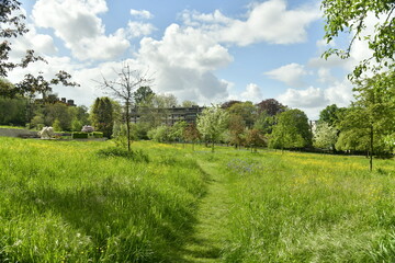 Zone de gazon non tondu entre les arbres dominant l'étang principal aux Jardins Jean Sobieski à Laeken 