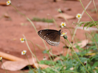 Indian common crow butterfly on a flower