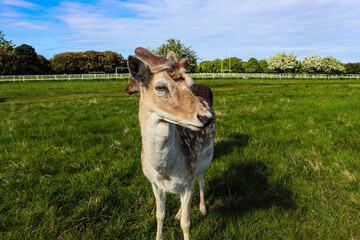 Deer phoenix Park - Dublin 