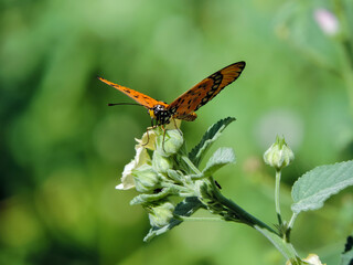 butterfly on a flower