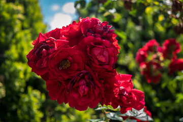 Red big roses in rose trees. Close-up red roses and leaves. Rose trees in the botanical park. Red roses with green leaves.
