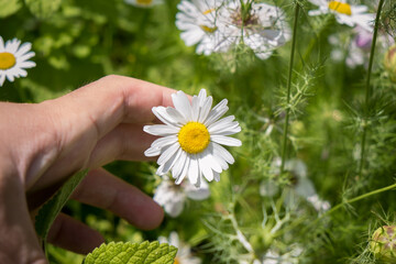 Green leaves and daisy flowers. He is holding a daisy with his hand. Colorful flowers and daisies. Selective focus, close-up.