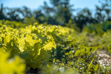 Obraz premium Lechuga