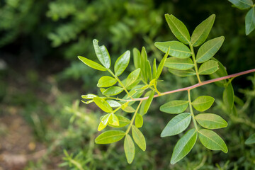 Green small leaves on the branch. Sunlight on the leaves. Listen to the sound of nature for peace and quiet. Close-up, copy space, selective focus.