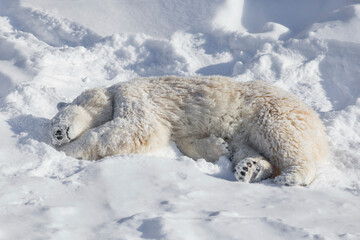 Polar bear cub is lying and sleeping on the white snow. Ursus maritimus or Thalarctos Maritimus. © tikhomirovsergey