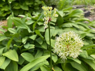 Victory onion (Allium victorialis), Alpine leek, Alpine broad-leaf allium, Allermannsharnisch, Siegwurz-Lauch, Bergknoblauch, Sigmarslauch, Siegmarsmännlein, Siegwurz oder Schlangenwurz