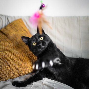 Black Cat Play Yellow Eyes White Claws On An Orange Pillow