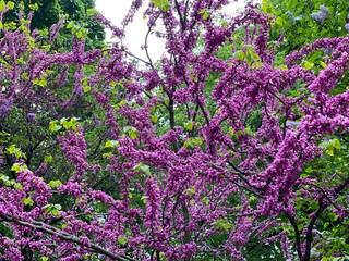 Obraz premium flowers in the garden