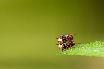 Myopa testacea - Podścianka wrzośnica, kopulacja, akt płciowy, rozmnażanie